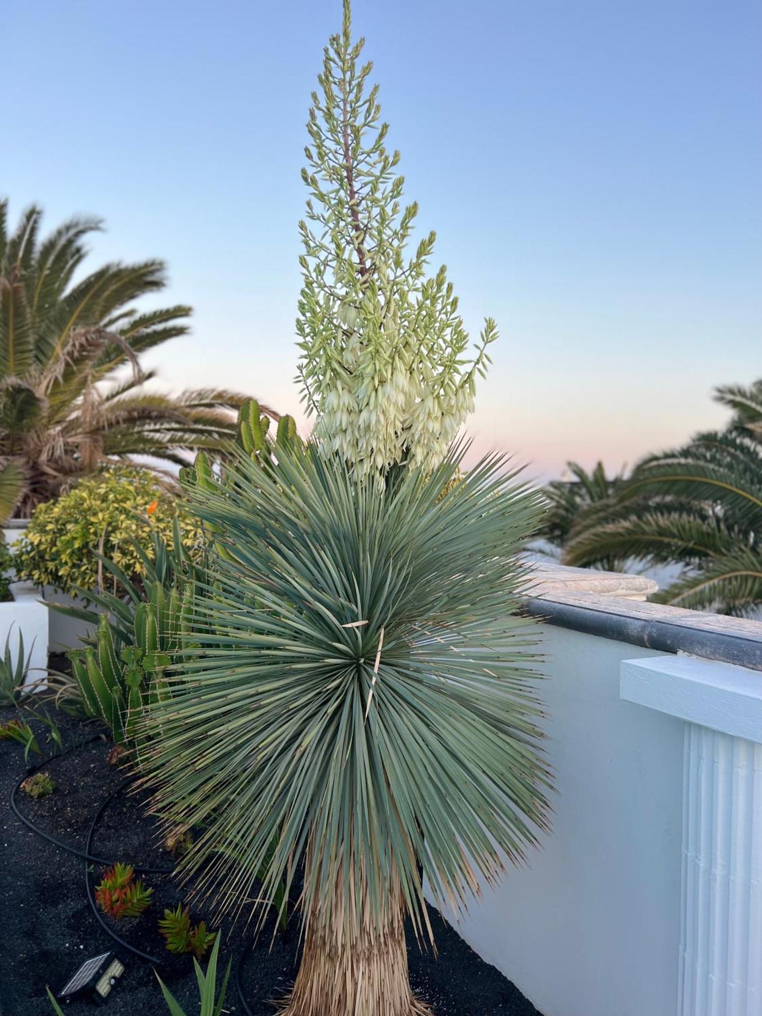 Oasis De Lujo - Luxury Boutique Villa Costa Teguise Buitenkant foto